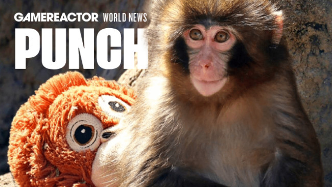 펀치 더 몽키는 누구인가? 도널드 트럼프보다도 더 유명해진 어린 원숭이