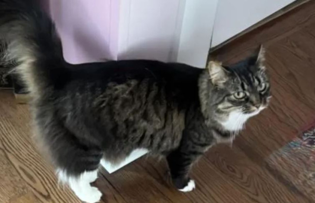 고양이, 일산화탄소 중독으로부터 가족을 구하다