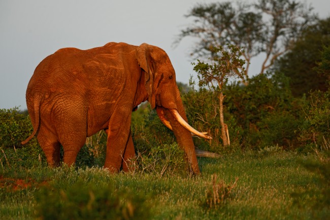 나이지리아, 야생동물 밀매범에게 더 엄격한 벌금과 징역형을 부과